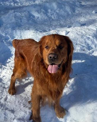 Golden Retriver maschio