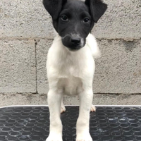 Cuccioli di fox terrier