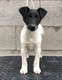 Cuccioli di fox terrier