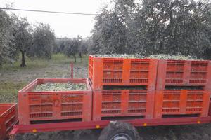 Rimorchio porta Bins