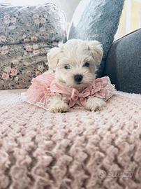 Cuccioli di maltese