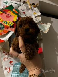 Barboncini mini Toy tea cup da borsetta 3 mesi