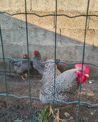 Galline Amrock
