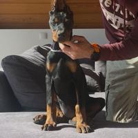 Cucciola dobermann 3 mesi