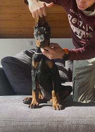 Cucciola dobermann 3 mesi