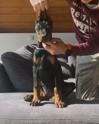 Cucciola dobermann 3 mesi