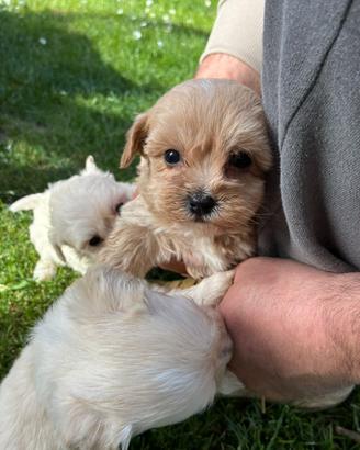 Maltipoo