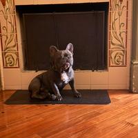 Bulldog francese
