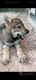 Cuccioli di Cane Lupo Cecoslovacco CLC
