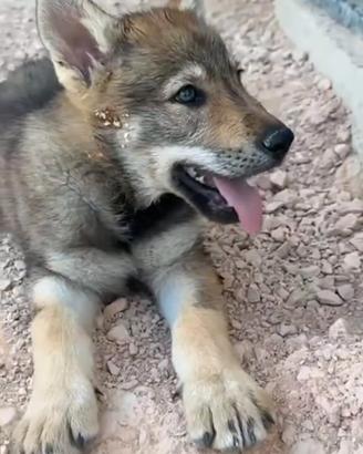 Cuccioli di Cane Lupo Cecoslovacco CLC