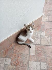 Animali