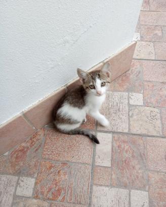 Animali
