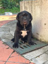 Cuccioli di cane corso