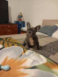 cuccioli di bulldog francese 