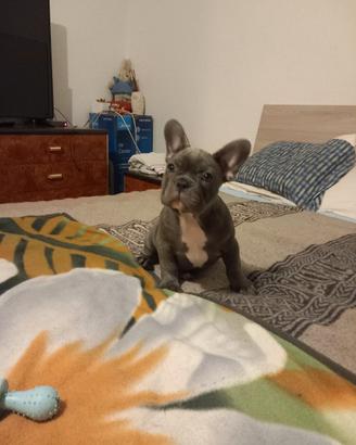cuccioli di bulldog francese 