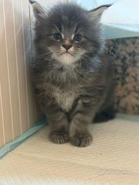 Maine Coon Blue tabby blotched