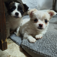 Chihuahua a pelo lungo