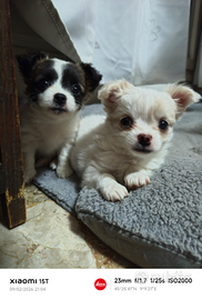 Chihuahua a pelo lungo