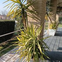 vasi grandi con yucca