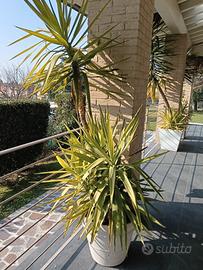 vasi grandi con yucca