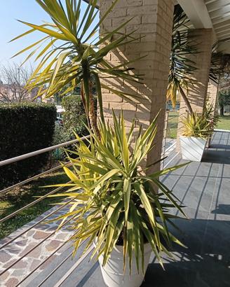 vasi grandi con yucca