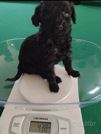 Strepitosi Barboncini veri mini toy