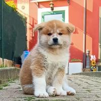 Akita Inu