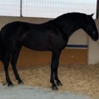 Cavallo Andaluso