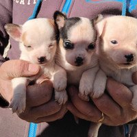Chihuahua