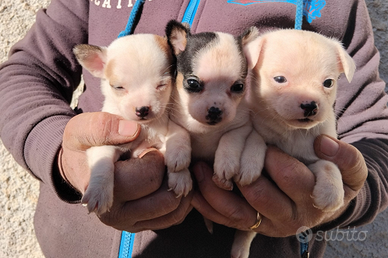 Chihuahua