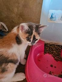 Gattina 3 mesi multicolore