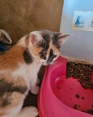 Gattina 3 mesi multicolore