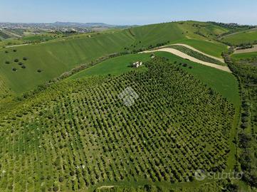 TER. AGRICOLO A SANT'OMERO