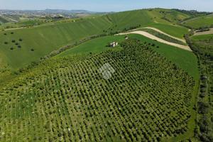 TER. AGRICOLO A SANT'OMERO