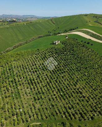 TER. AGRICOLO A SANT'OMERO