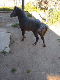 Pony maschio Welsh