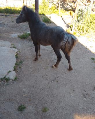 Pony maschio Welsh