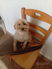 Dono a chi ama i pelosetti