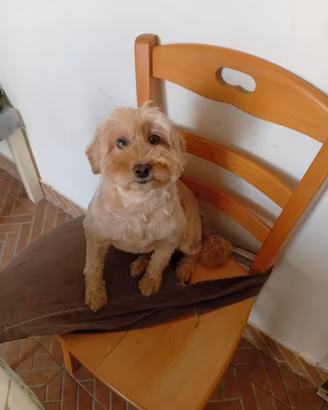 Dono a chi ama i pelosetti
