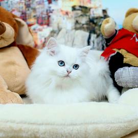 Gattina British Longhair meravigliosa scottish