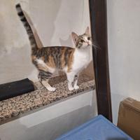 Giuditta gattina 8 mesi