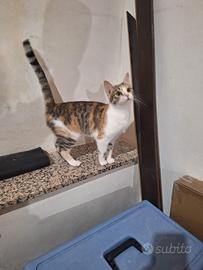 Giuditta gattina 8 mesi