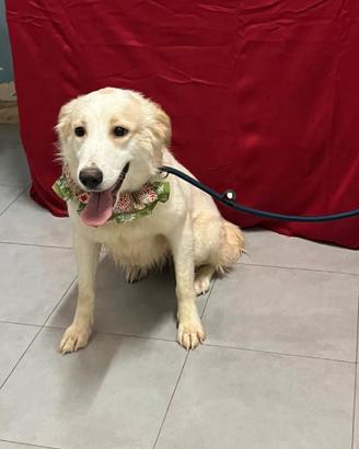 Havana bella cucciolona