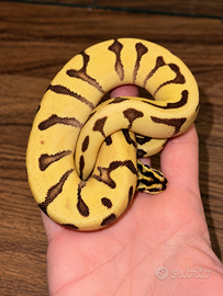Pitone reale Super Enchi Fire Pastel 100% Het. AX
