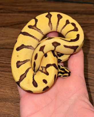 Pitone reale Super Enchi Fire Pastel 100% Het. AX