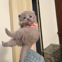 Gattini Scottish fold e Scottish straight