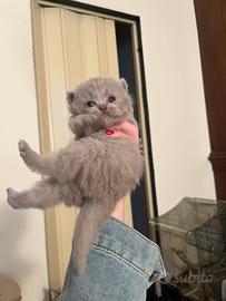 Gattini Scottish fold e Scottish straight