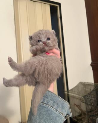 Gattini Scottish fold e Scottish straight