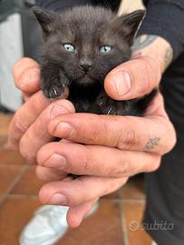 Cuccioli gatto