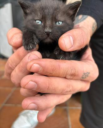 Cuccioli gatto